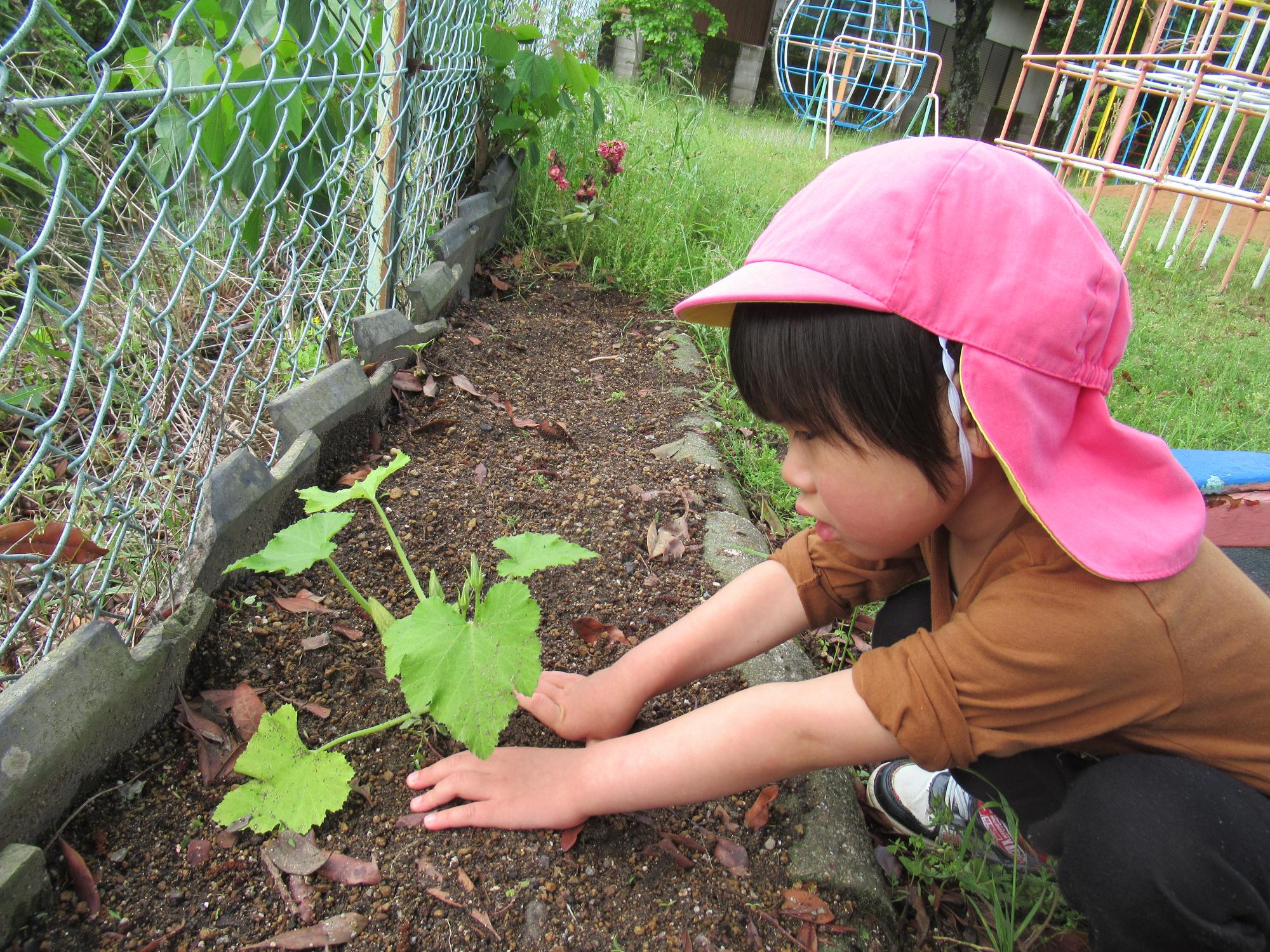 ズッキーニを植える、ピンク帽子の男の子
