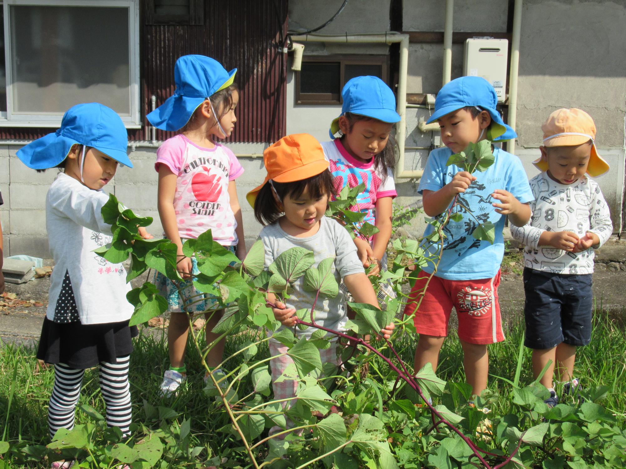 芋つるを引っ張っている様子