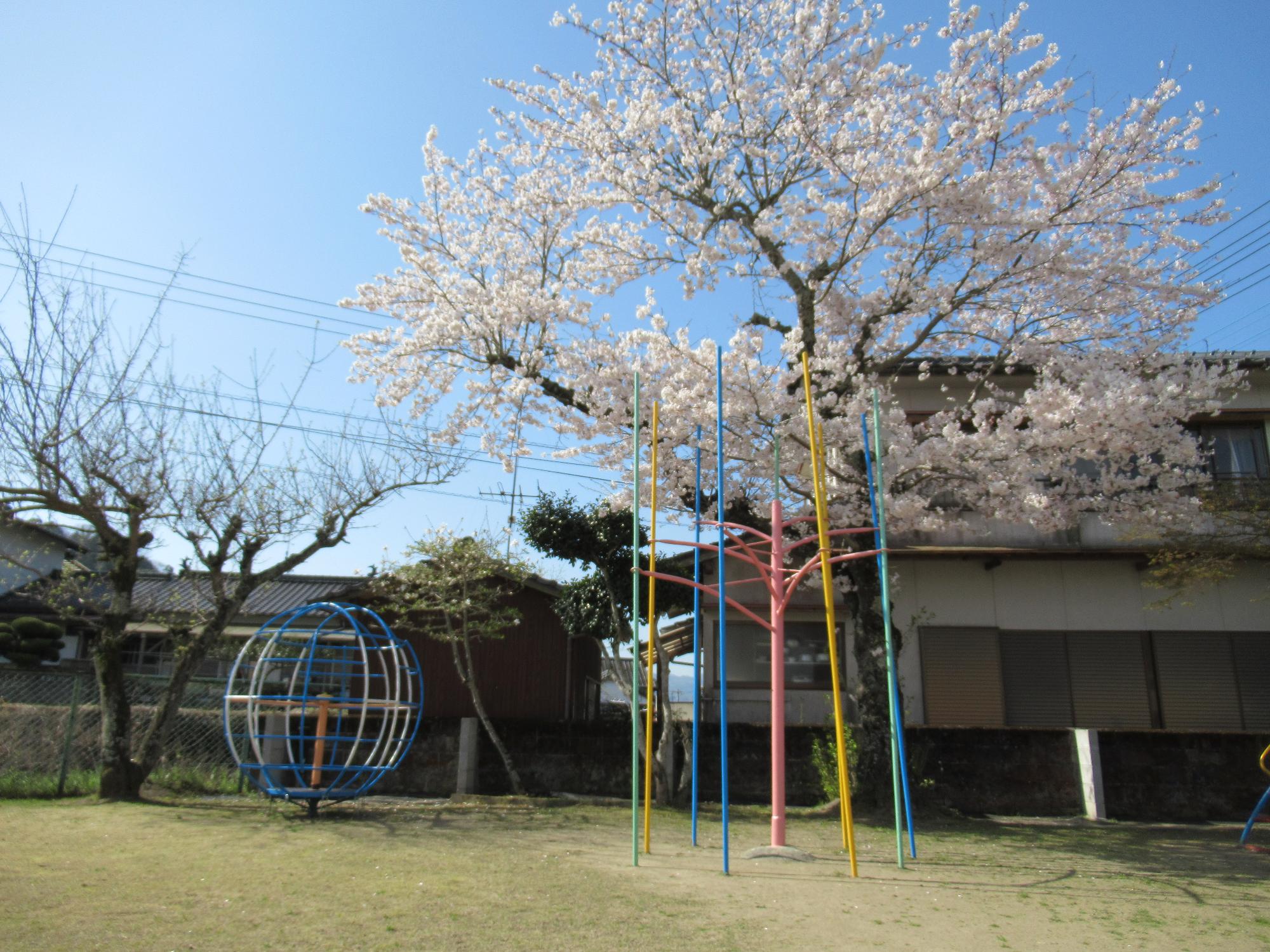 園庭の桜の花