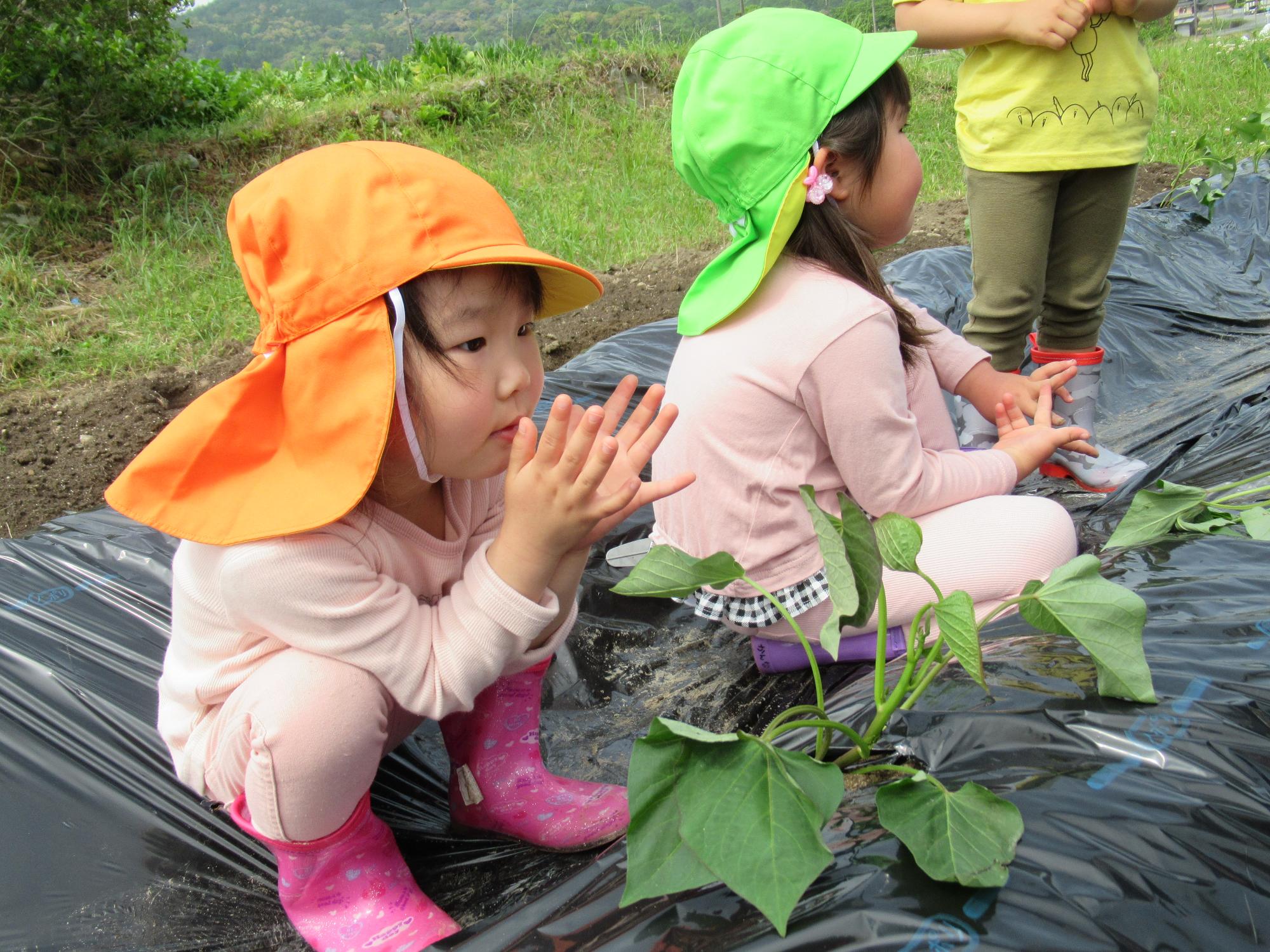 芋苗大きくなあれ」