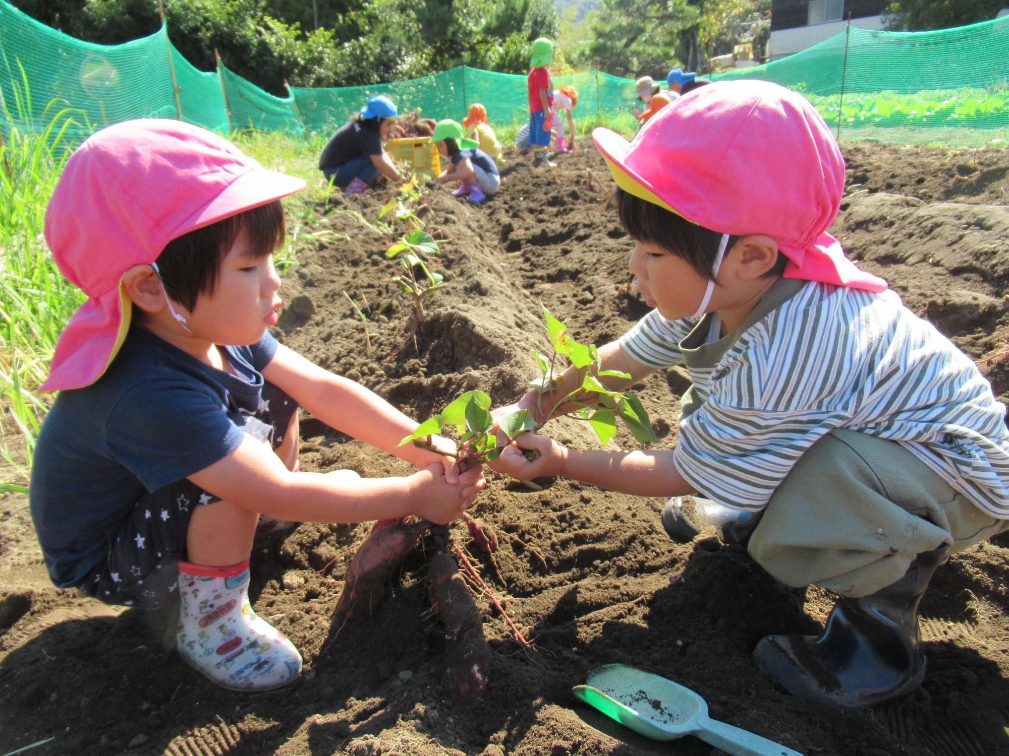 ピンクの帽子の男の子がふたりで芋弦を引っ張りっこ