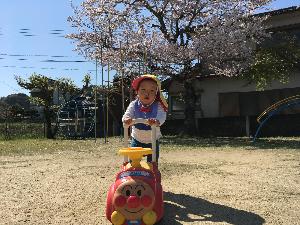 桜が満開の園庭で戸外遊び