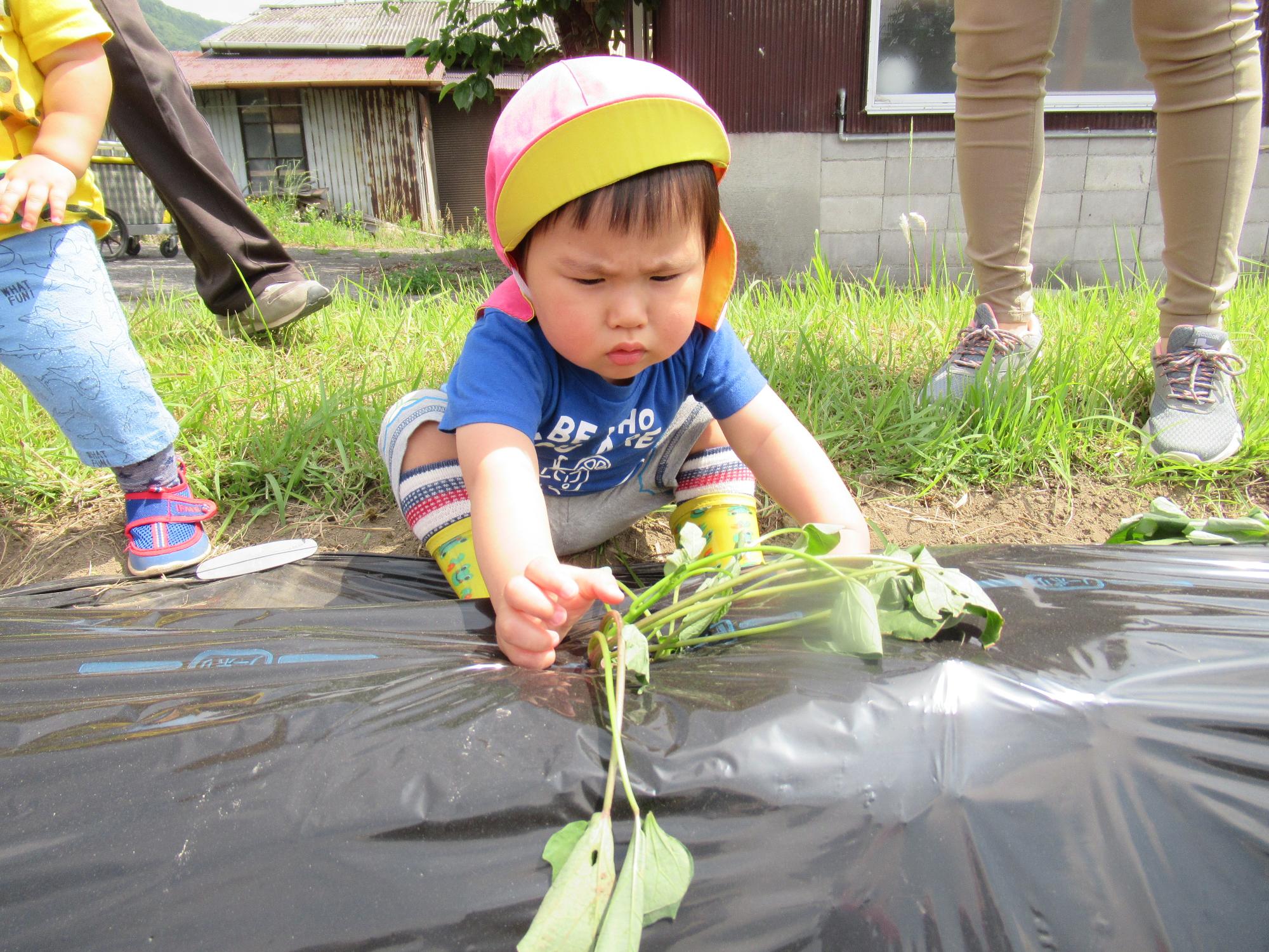 苗を植える1歳児