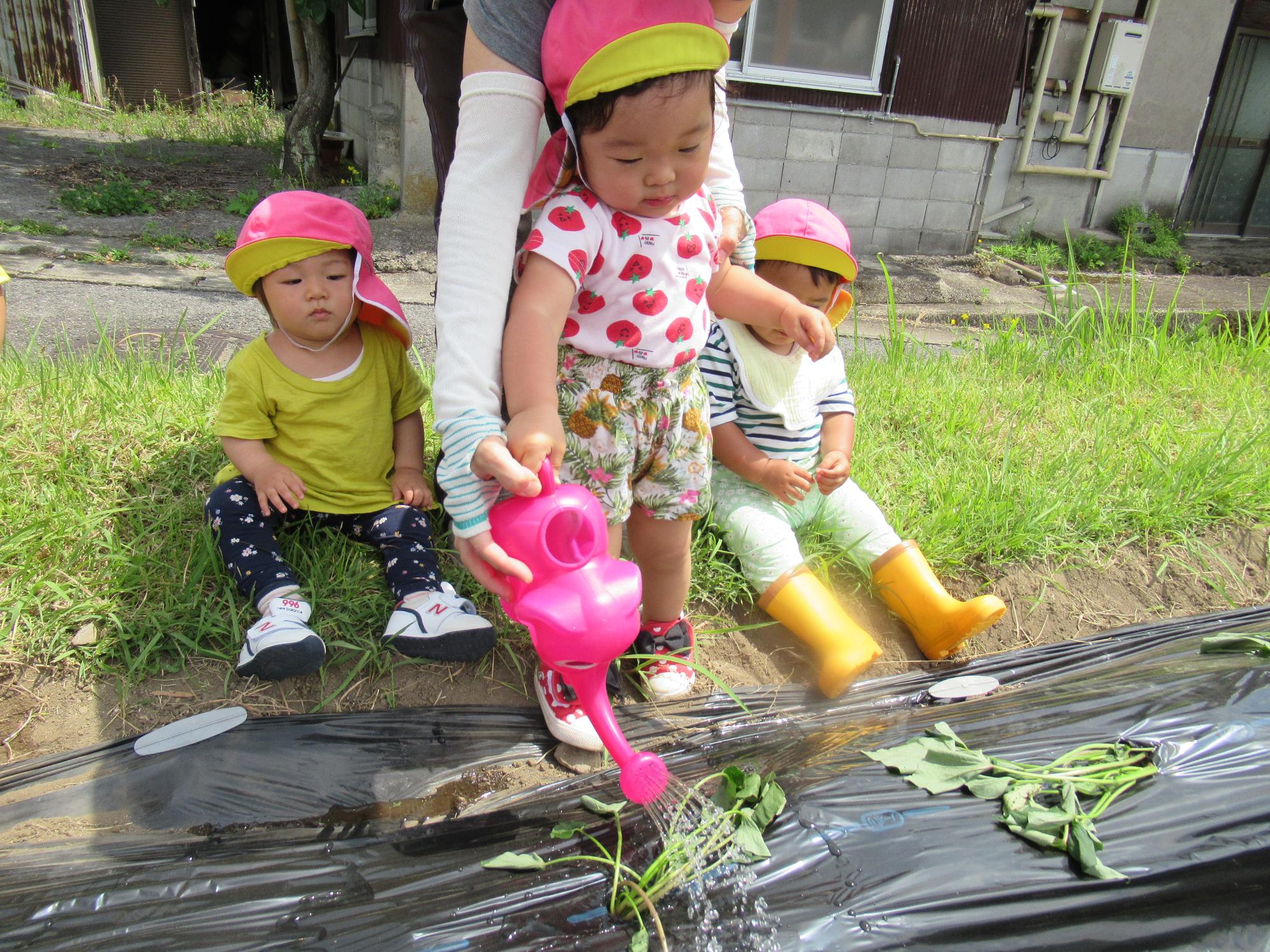 苗に水やりする1歳児