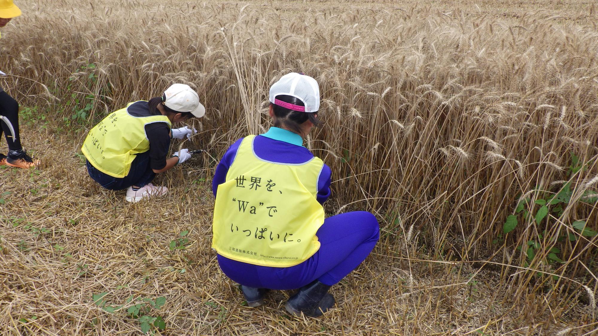 麦刈りをする小学生