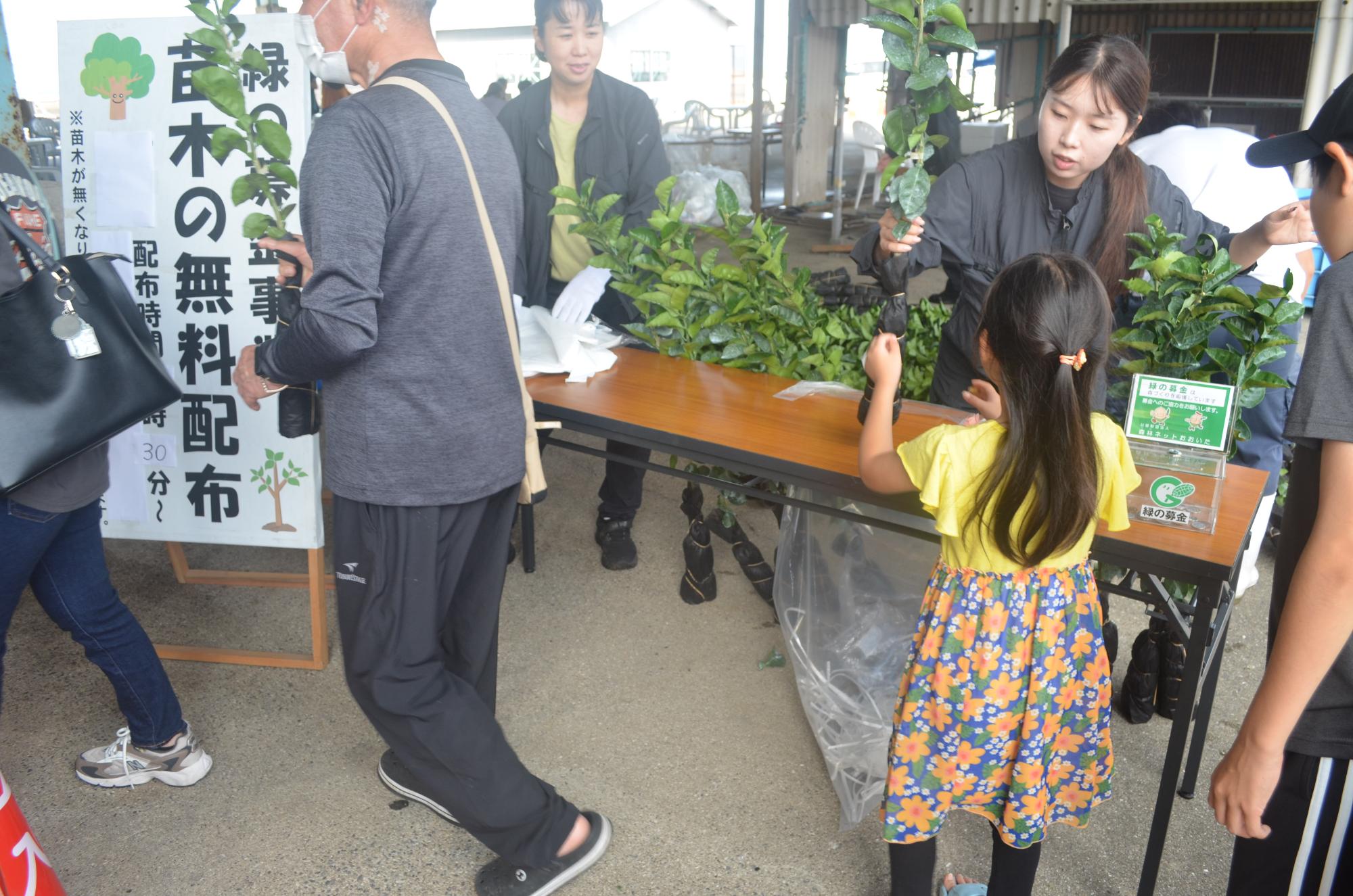 カボス苗木の無料配布