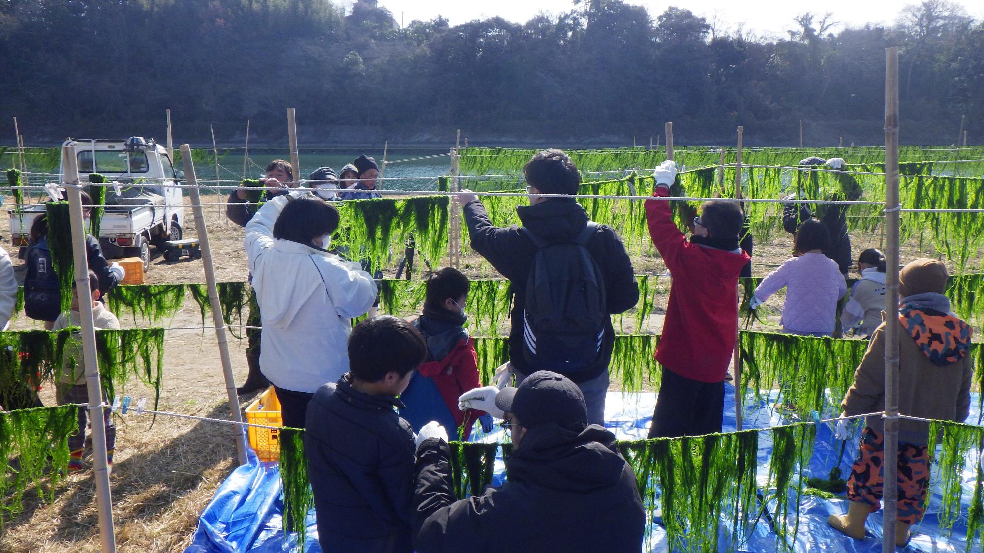 青ノリ漁の天日干し体験