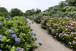 響山公園あじさい1