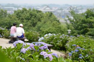 響山公園あじさい2