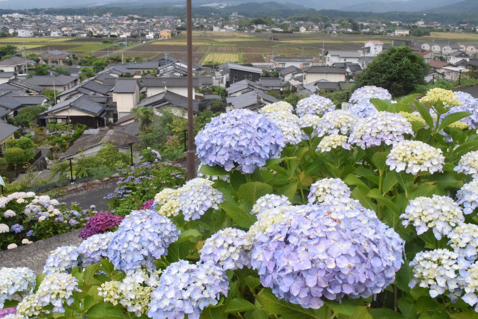 紫陽花060901