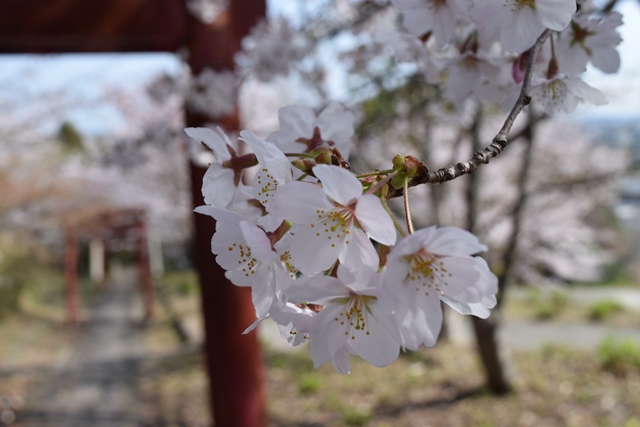 響山地区公園