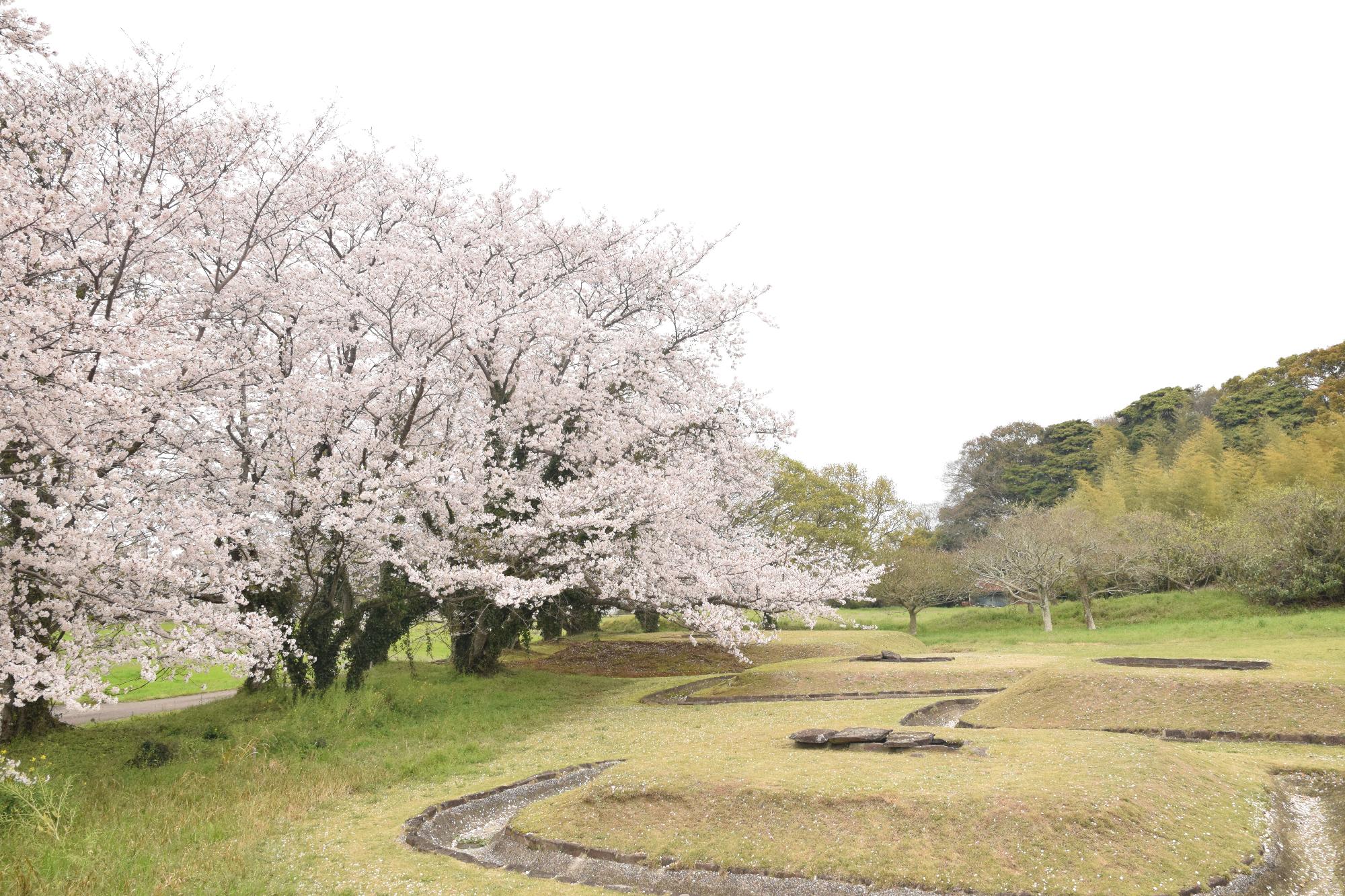 風土記の丘