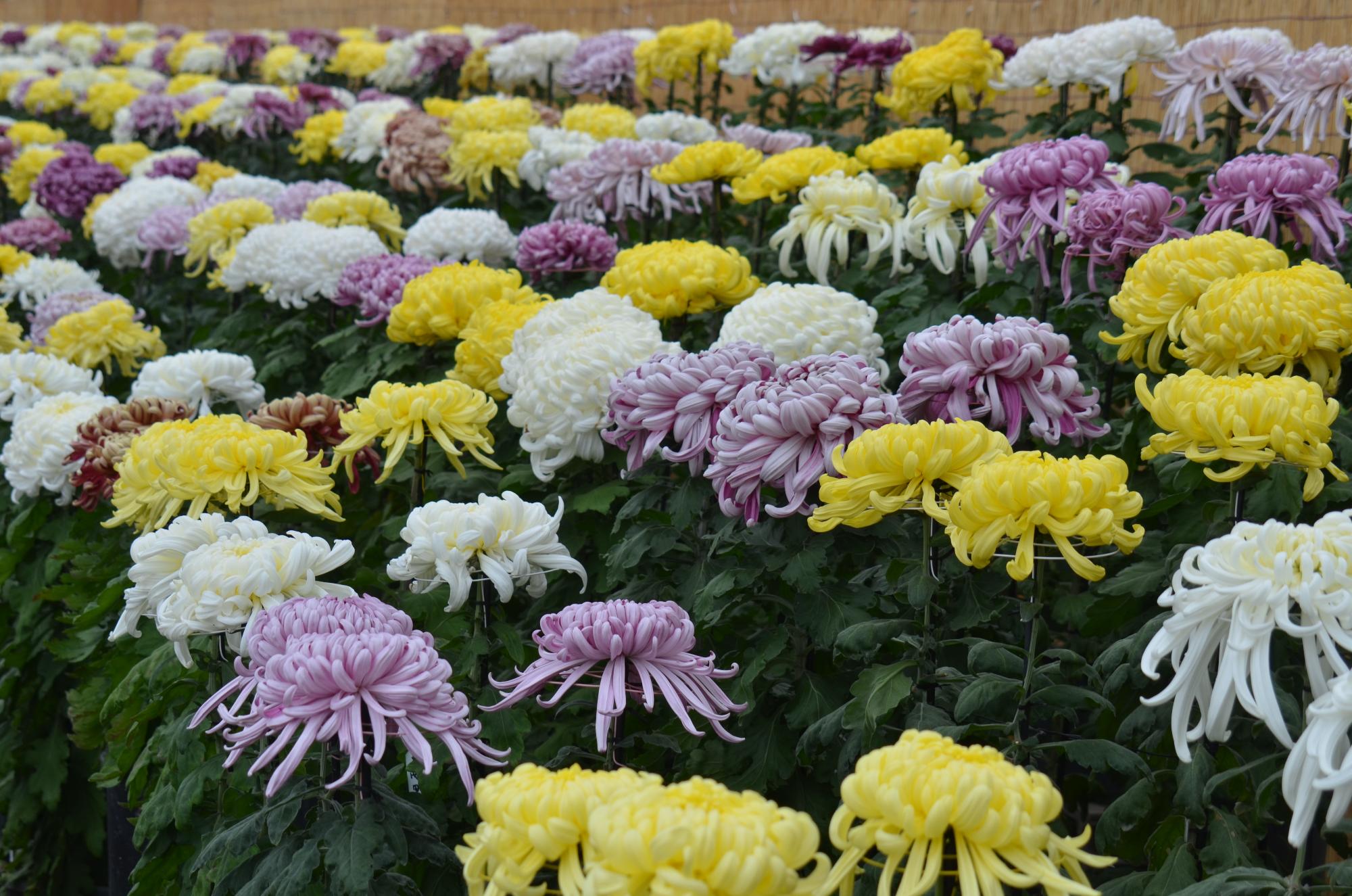 菊花展