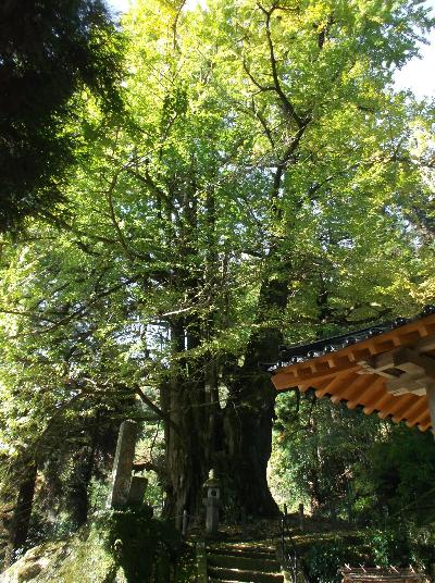 西椎屋の景