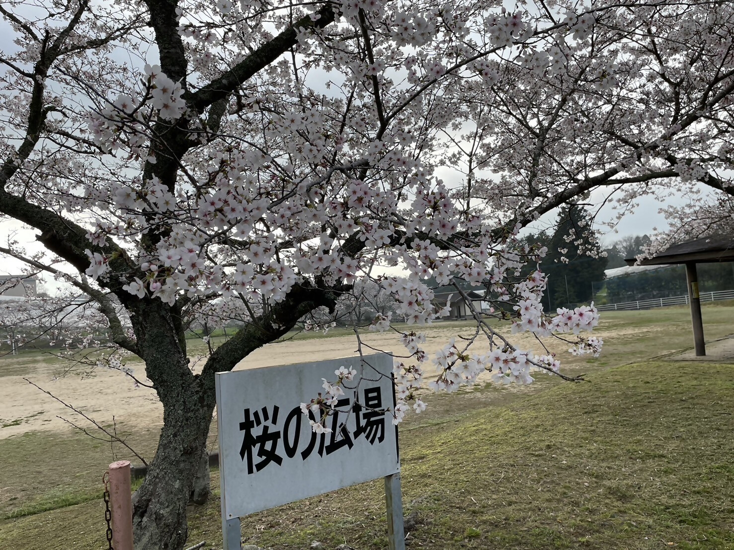 家族旅行村安心院 桜の広場