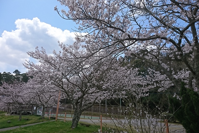 桜の広場