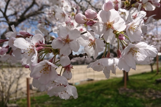 桜の広場