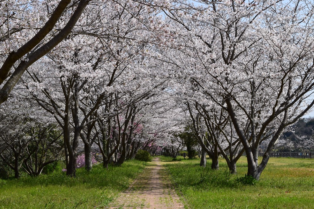 桜づつみ公園