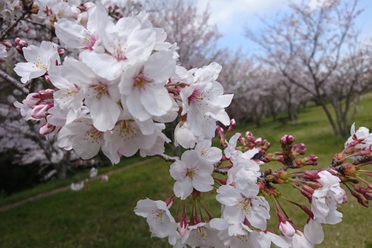 桜づつみ公園