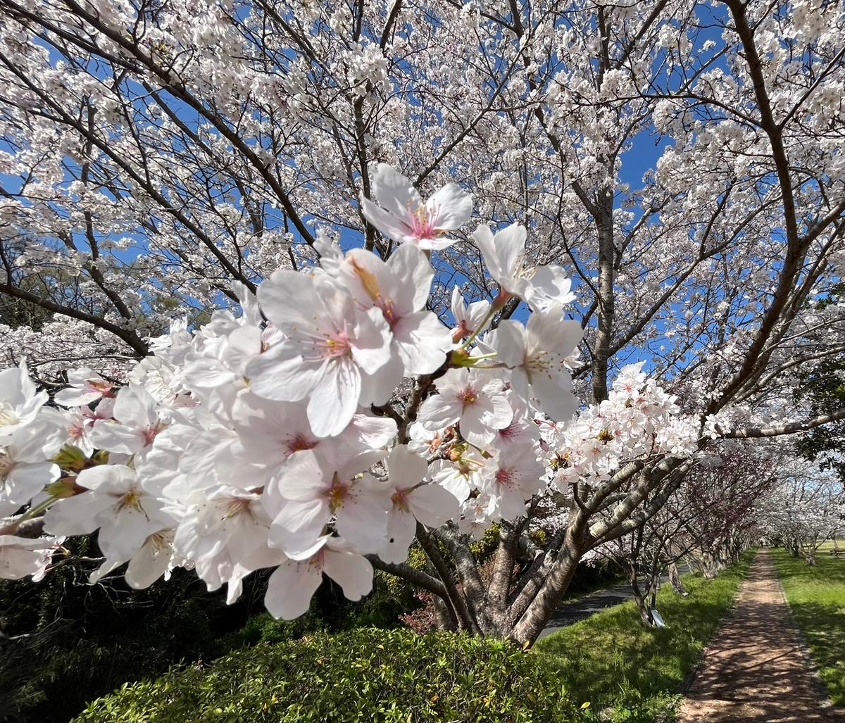桜つづみ