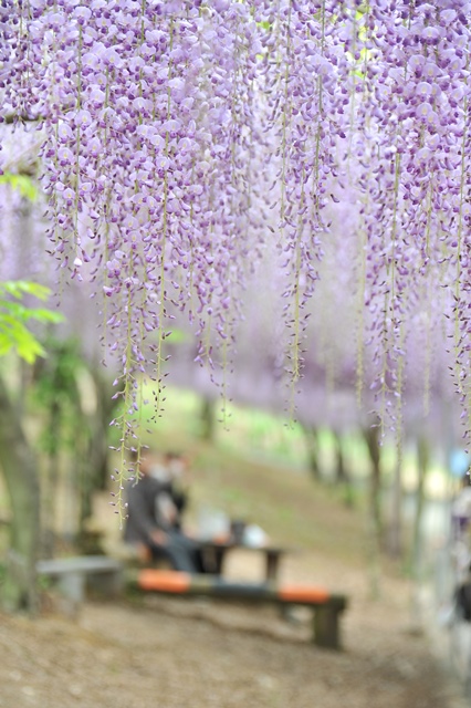 千財農園 フジの花 宇佐市