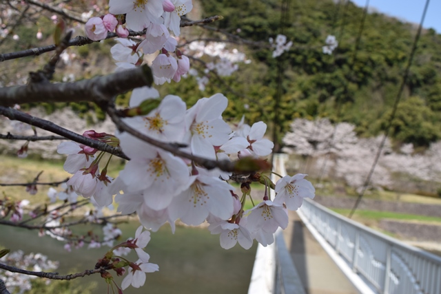 鷹栖つり橋