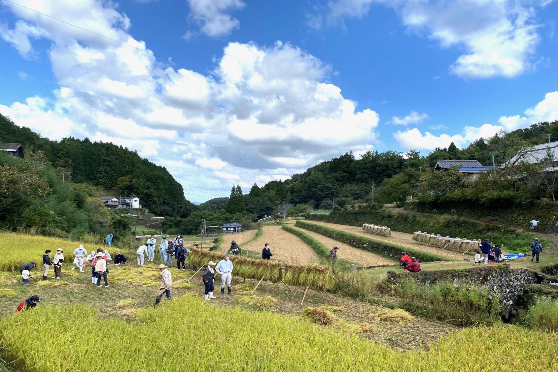 稲刈り（収穫祭）の様子