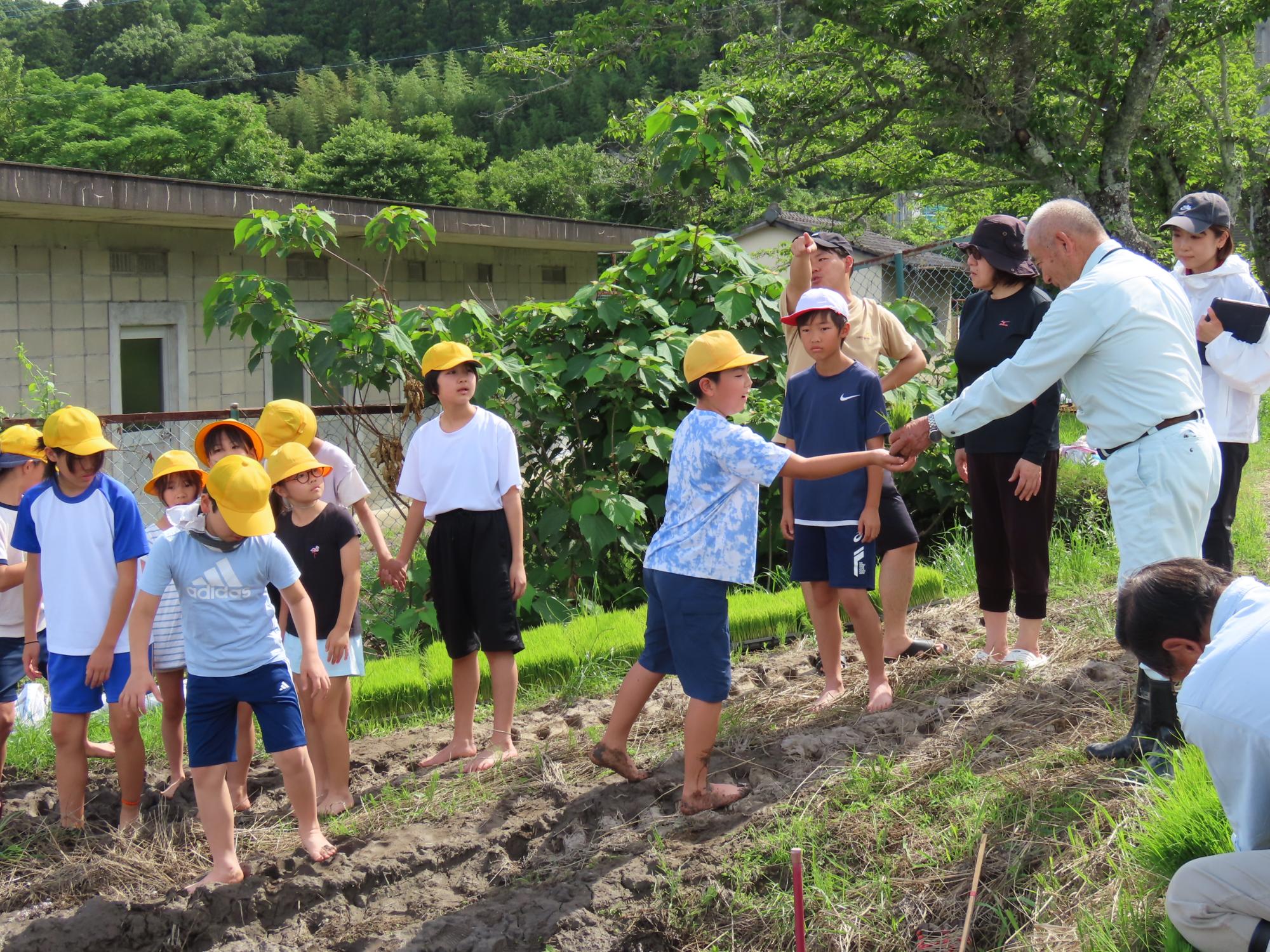 田植え開始