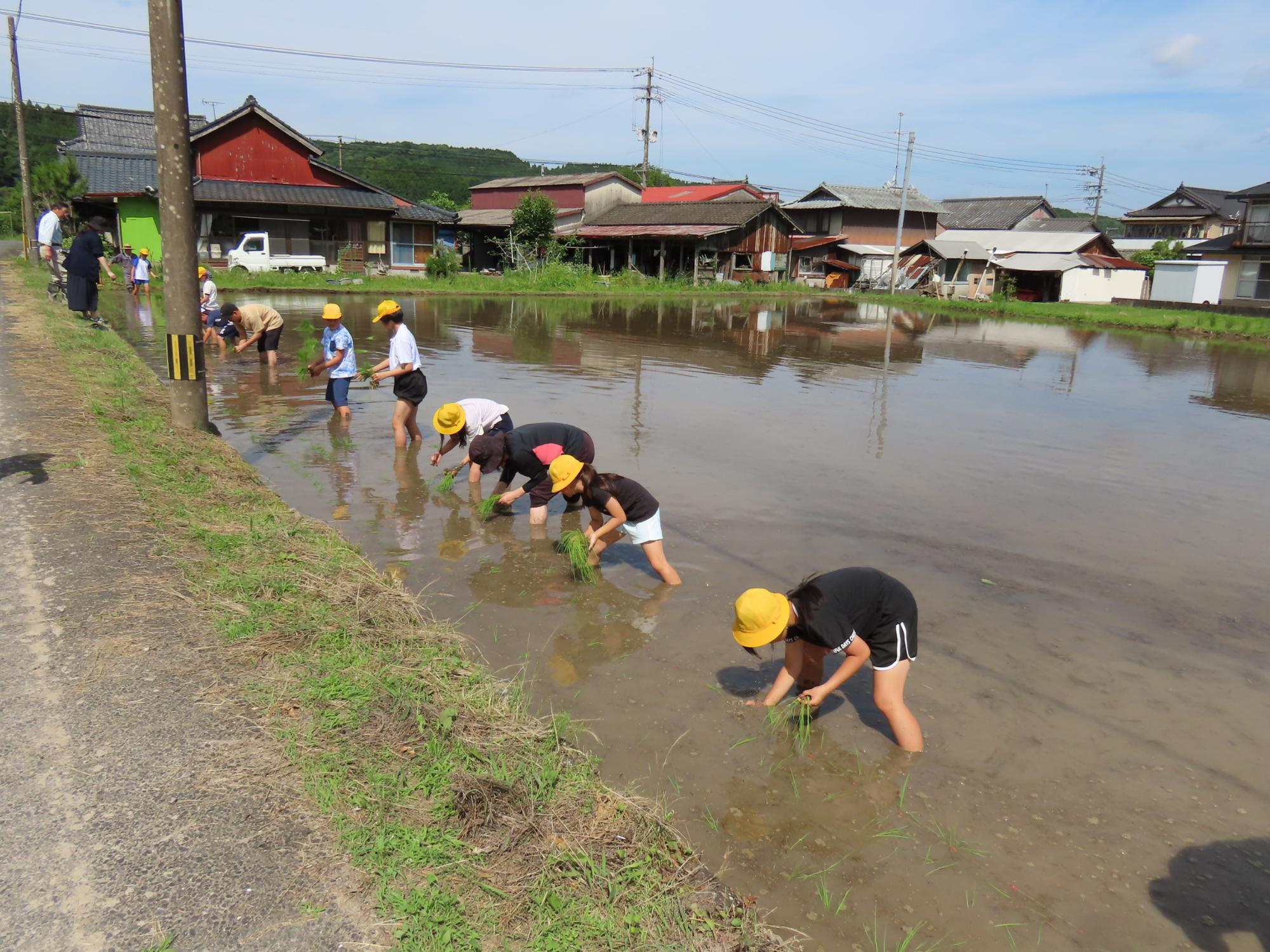 田植え作業中
