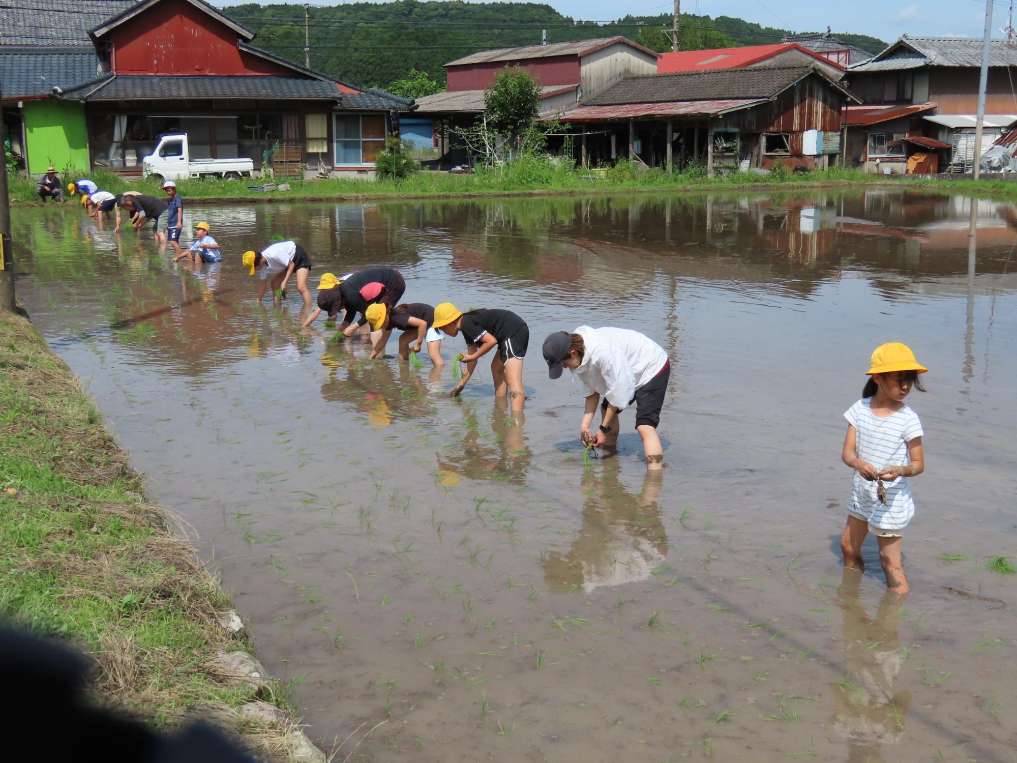 田植え作業5