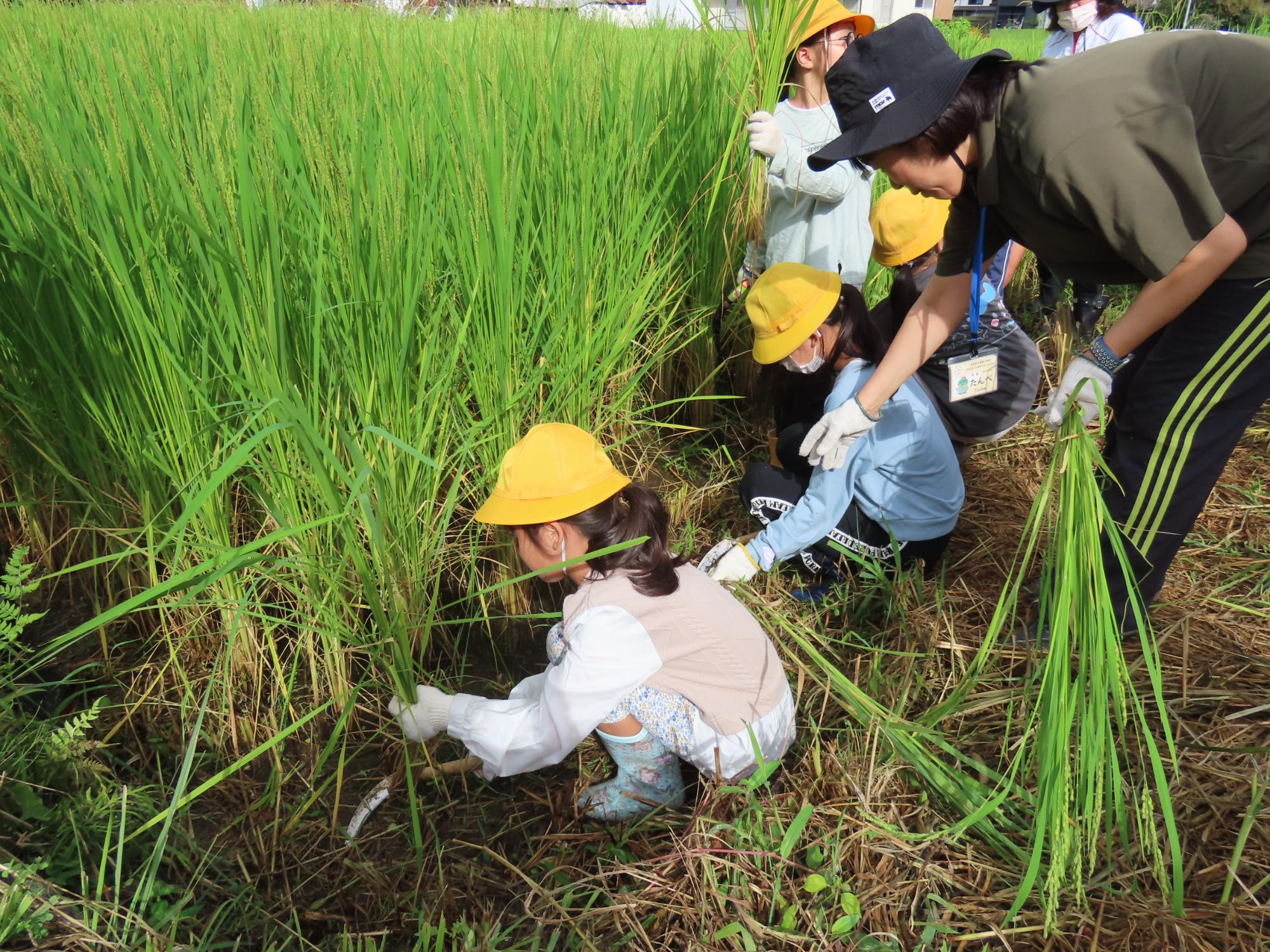 児童が稲刈りをしている様子1