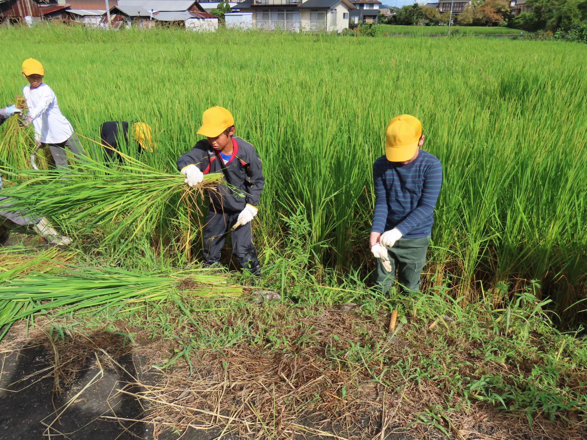 稲刈りをしている児童