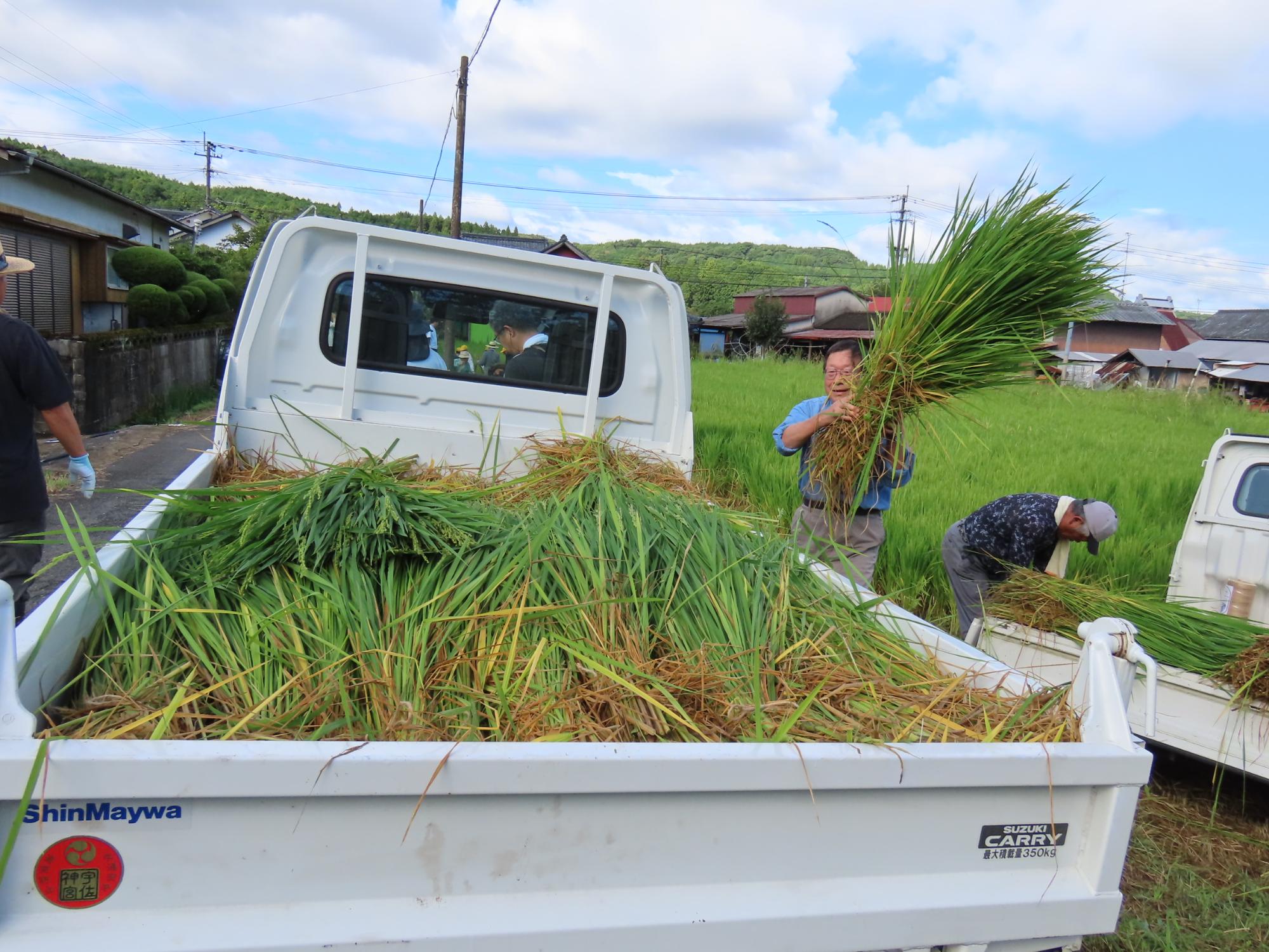 大しめ縄に使用される稲