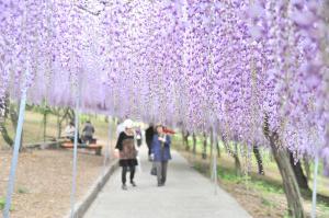 フジの花の様子