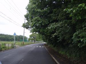 道路に張り出した雑木の写真