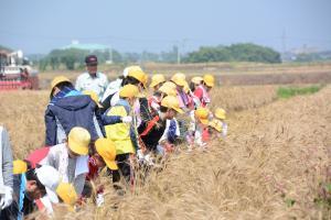 児童麦収穫体験の様子