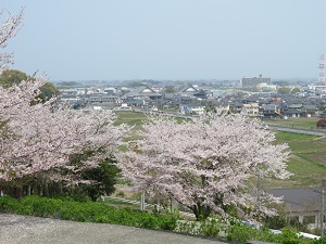 響山公園桜