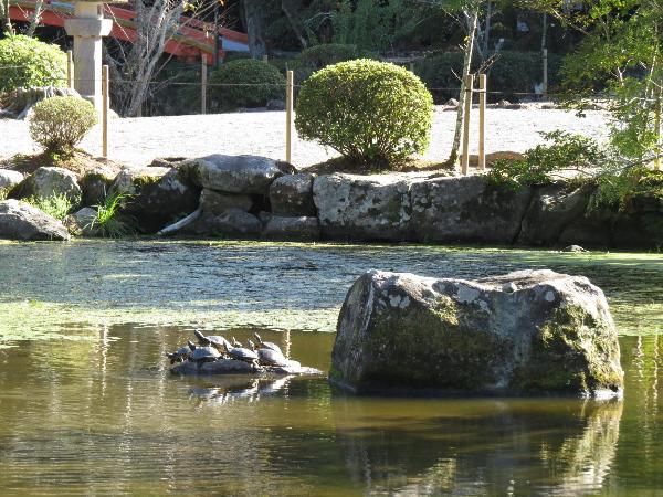 turtles