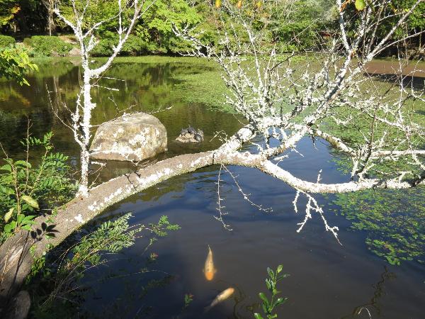 菱形池を泳ぐ錦鯉