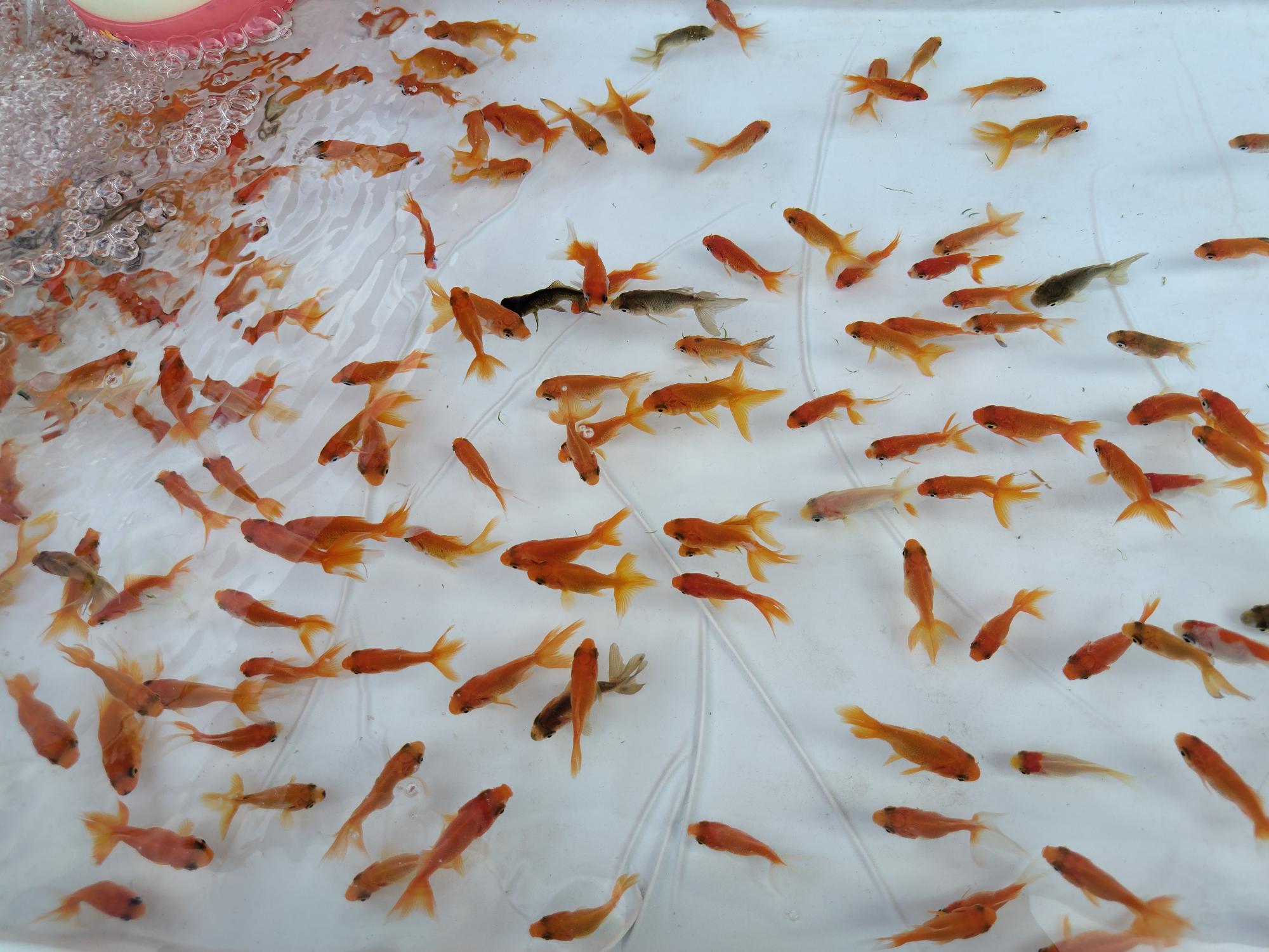 長洲町の金魚