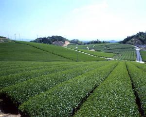 月ヶ瀬の茶畑：提供 奈良市観光協会