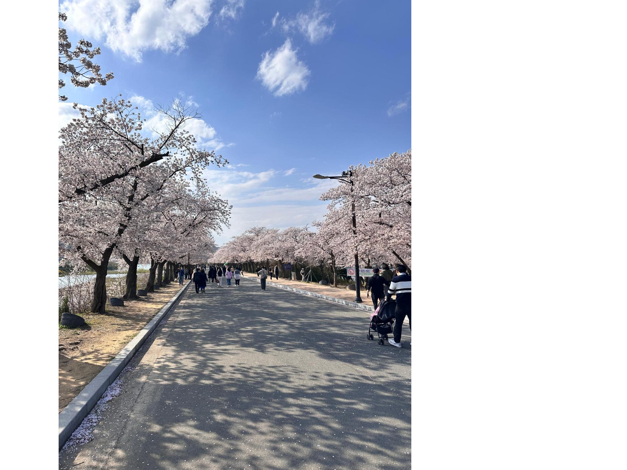 慶州の桜
