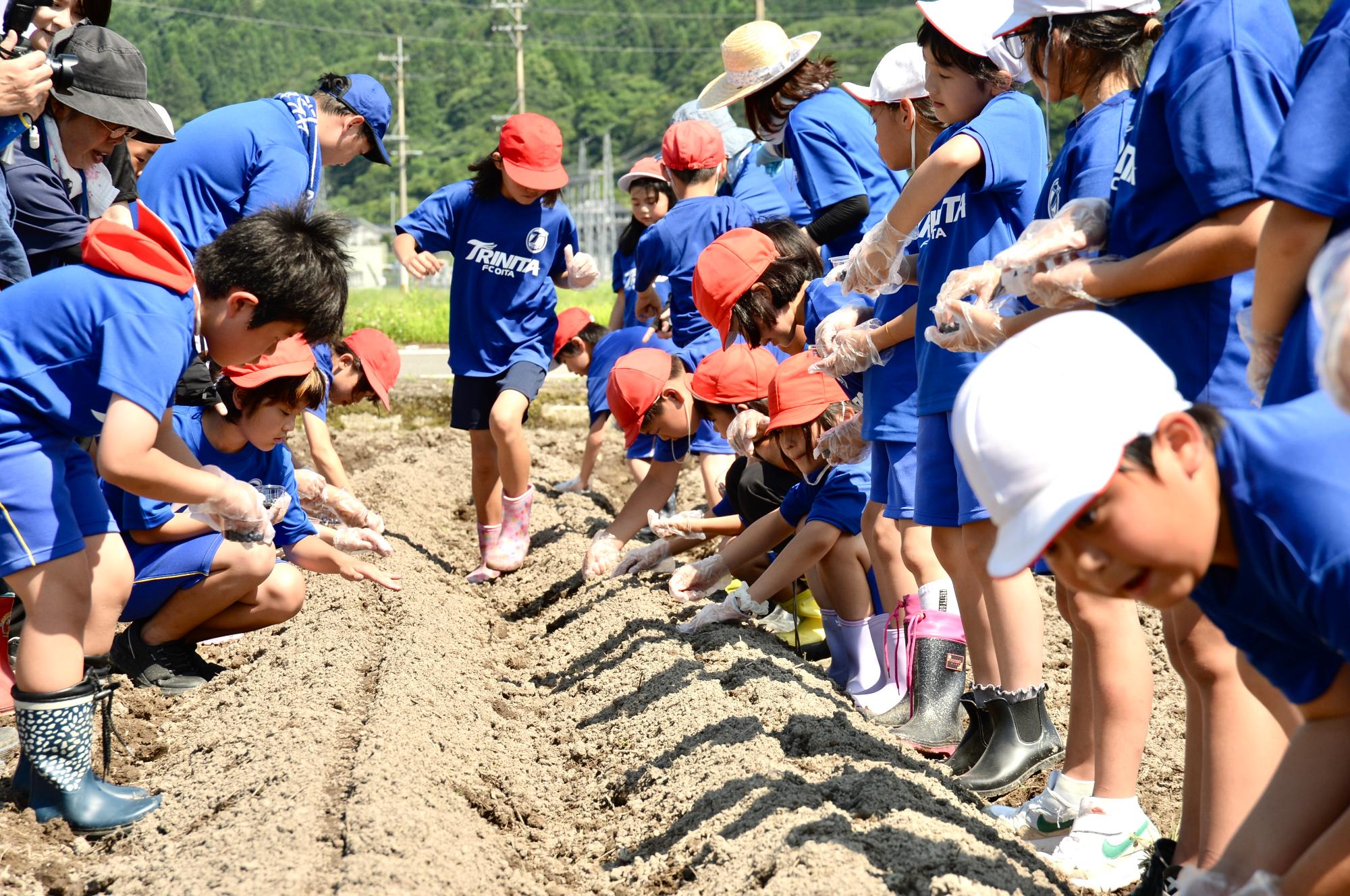 種植えに励む児童たち
