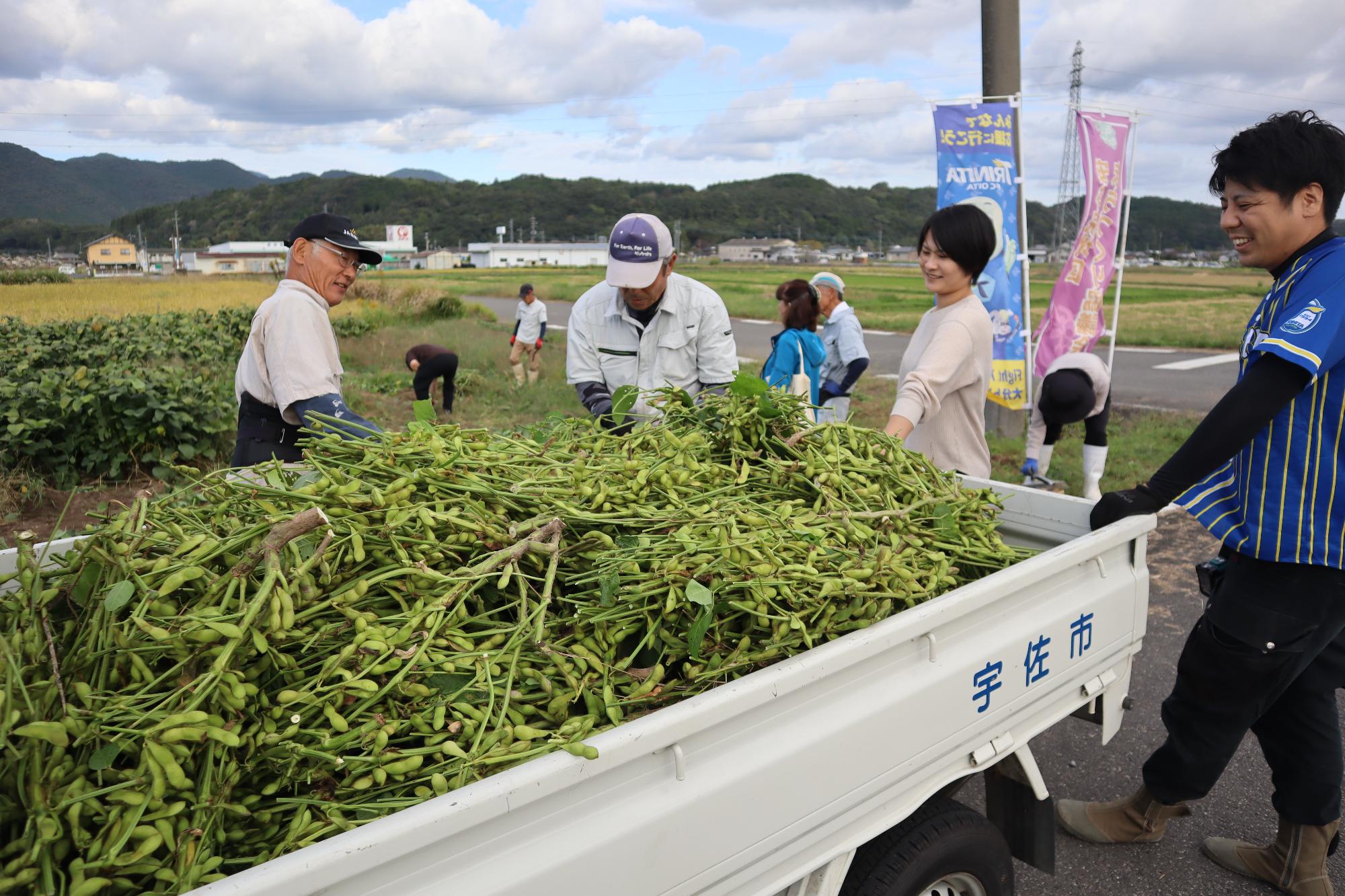 収穫した大量の枝豆