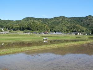 田植え