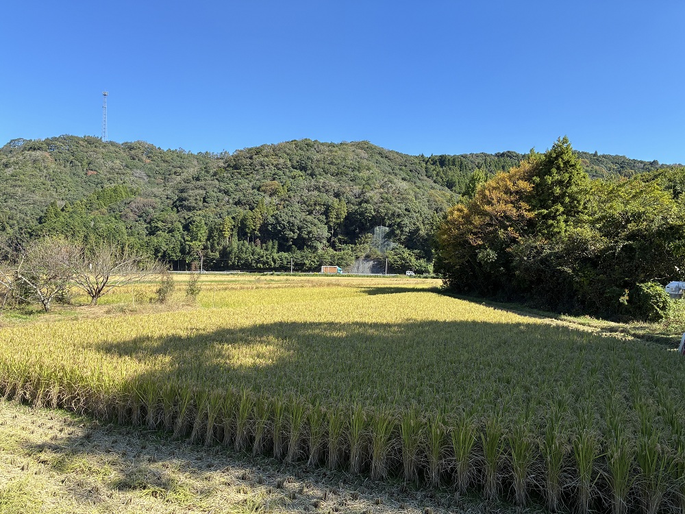 宇佐市立院内北部小学校 稲作体験（稲刈り）1