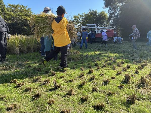 宇佐市立院内北部小学校 稲作体験（稲刈り）2