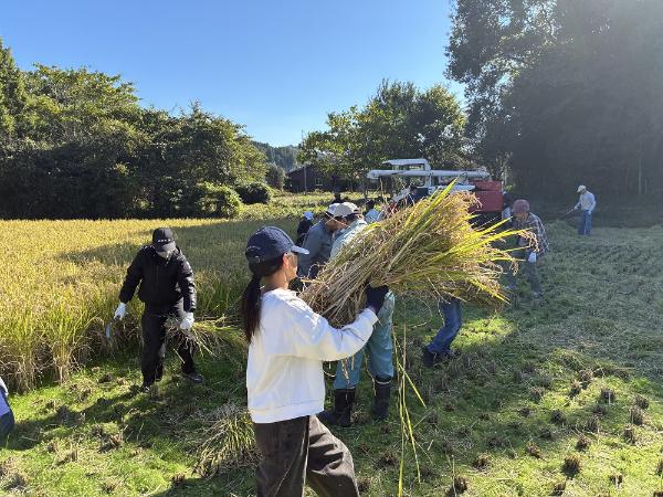 宇佐市立院内北部小学校 稲作体験（稲刈り）3