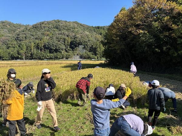 宇佐市立院内北部小学校 稲作体験（稲刈り）3