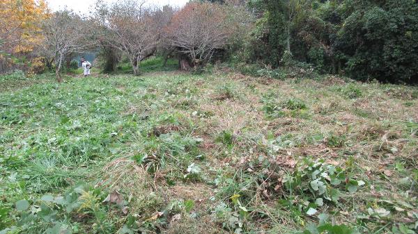 授業前用意 草刈り